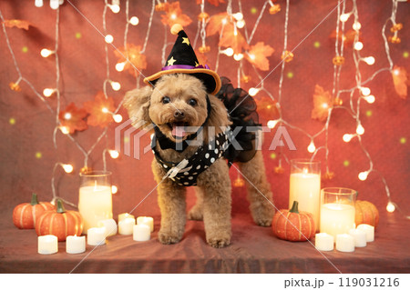 ハロウィン　微笑むトイプードルとイルミネーションとキャンドルとカボチャ 119031216