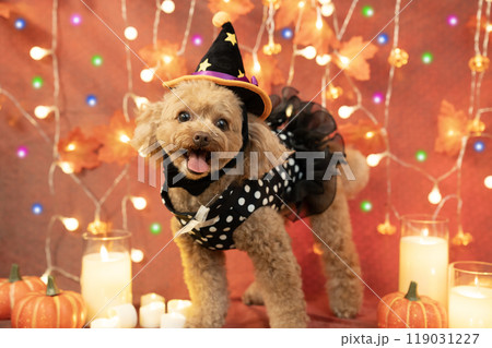 ハロウィン 微笑むトイプードルとイルミネーションとキャンドルとカボチャ ハロウィン 微笑むトイプードルとイルミネーションとキャンドルとカボチャ 119031227
