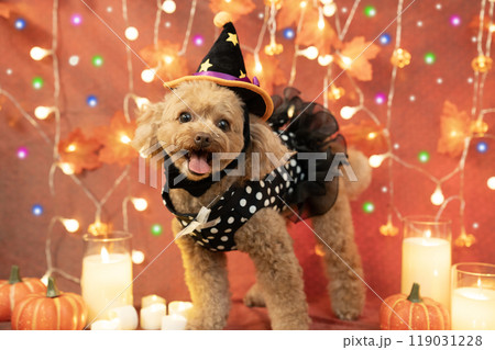 ハロウィン 微笑むトイプードルとイルミネーションとキャンドルとカボチャ ハロウィン 微笑むトイプードルとイルミネーションとキャンドルとカボチャ 119031228