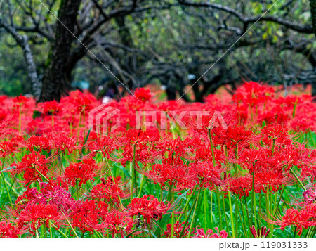 秋の風物詩　華やかに咲いた美しい真っ赤な彼岸花 119031333