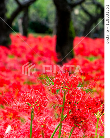 秋の風物詩 華やかに咲いた美しい真っ赤な彼岸花 秋の風物詩 華やかに咲いた美しい真っ赤な彼岸花 119031351