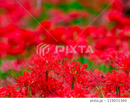 秋の風物詩　華やかに咲いた美しい真っ赤な彼岸花 119031360
