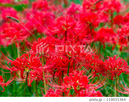 秋の風物詩　華やかに咲いた美しい真っ赤な彼岸花 119031364