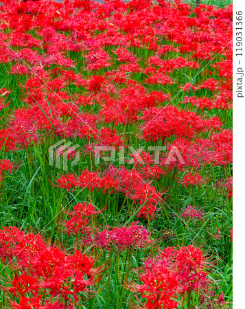 秋の風物詩 華やかに咲いた美しい真っ赤な彼岸花 秋の風物詩 華やかに咲いた美しい真っ赤な彼岸花 119031366