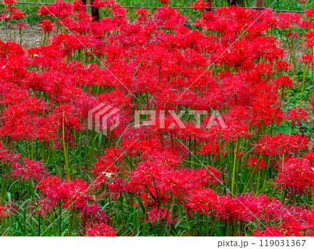 秋の風物詩　華やかに咲いた美しい真っ赤な彼岸花 119031367