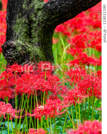 秋の風物詩 華やかに咲いた美しい真っ赤な彼岸花 秋の風物詩 華やかに咲いた美しい真っ赤な彼岸花 119031390