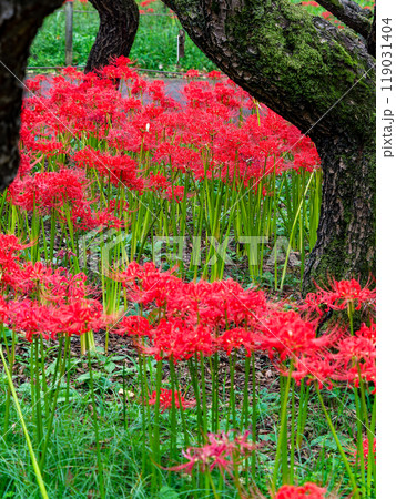 秋の風物詩　華やかに咲いた美しい真っ赤な彼岸花 119031404