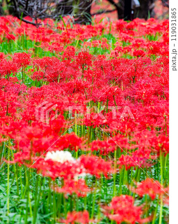 秋の風物詩 華やかに咲いた真っ赤な彼岸花に囲まれた一輪の白い彼岸花 秋の風物詩 華やかに咲いた真っ赤な彼岸花に囲まれた一輪の白い彼岸花 119031865