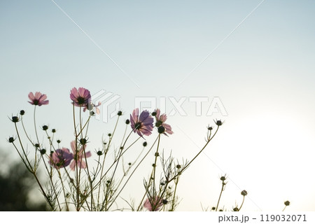 朝日に向かって花びらを広げるコスモスたち 119032071