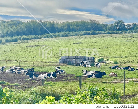 牧草地に横たわる牛たちのいるのどかな農場風景 119032112