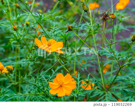 秋の景色　満開の美しいキバナコスモス 119032269