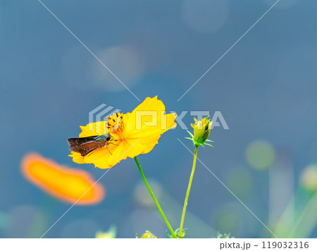 秋の景色　満開のキバナコスモスの蜜を吸う小さなセセリチョウ 119032316