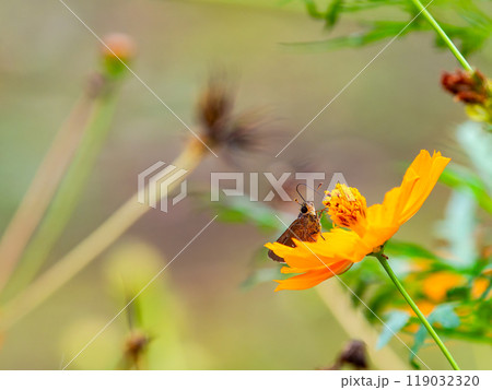 秋の景色　満開のキバナコスモスの蜜を吸う小さなセセリチョウ 119032320