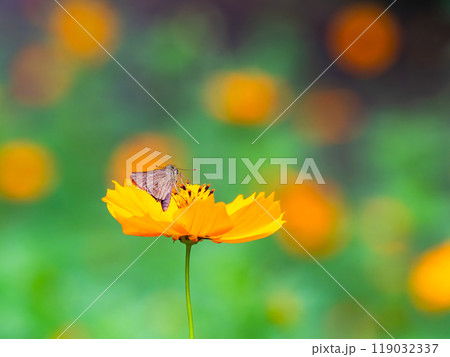 秋の景色 満開のキバナコスモスの蜜を吸う小さなセセリチョウ 秋の景色 満開のキバナコスモスの蜜を吸う小さなセセリチョウ 119032337