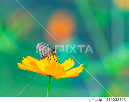 秋の景色　満開のキバナコスモスの蜜を吸う小さなセセリチョウ 119032338