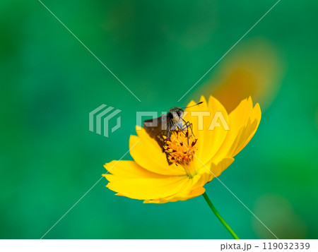 秋の景色　満開のキバナコスモスの蜜を吸う小さなセセリチョウ 119032339