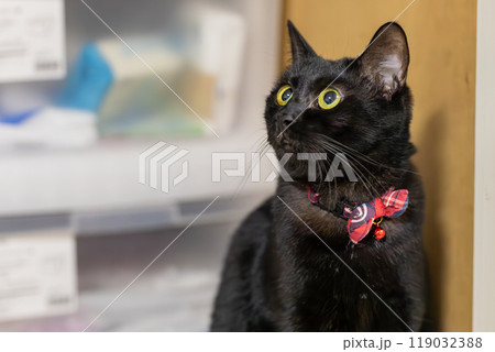 黒猫 ジェネシス 黒猫 ジェネシス 119032388