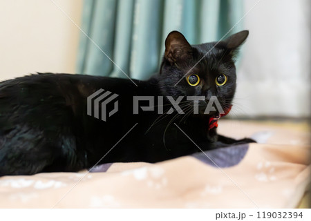 黒猫 ジェネシス 黒猫 ジェネシス 119032394