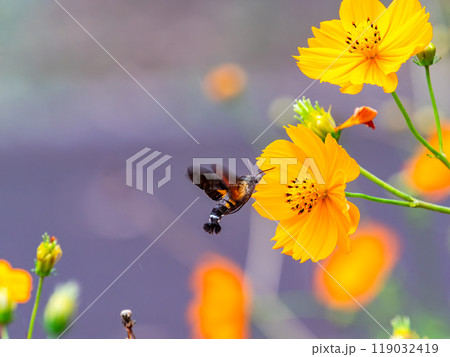 秋の景色　満開のキバナコスモスの蜜を吸いに来たハミングバードの様なホシホウジャク 119032419