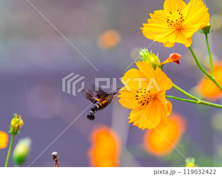 秋の景色 満開のキバナコスモスの蜜を吸いに来たハミングバードの様なホシホウジャク 秋の景色 満開のキバナコスモスの蜜を吸いに来たハミングバードの様なホシホウジャク 119032422