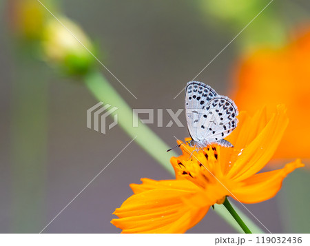 秋の景色 満開のキバナコスモスの蜜を吸いに来たかわいいシジミチョウ 秋の景色 満開のキバナコスモスの蜜を吸いに来たかわいいシジミチョウ 119032436