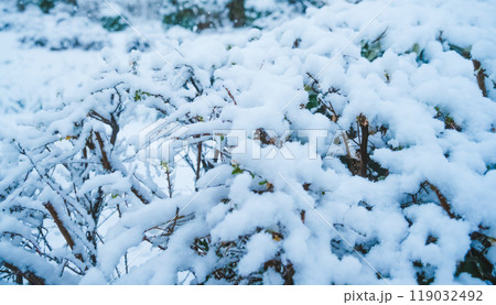 寒い冬のイメージ 119032492