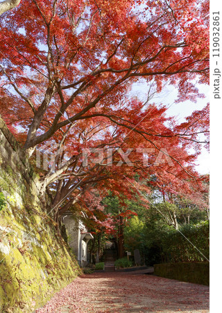建長寺 境内の紅葉(神奈川県鎌倉市) 建長寺 境内の紅葉(神奈川県鎌倉市) 119032861