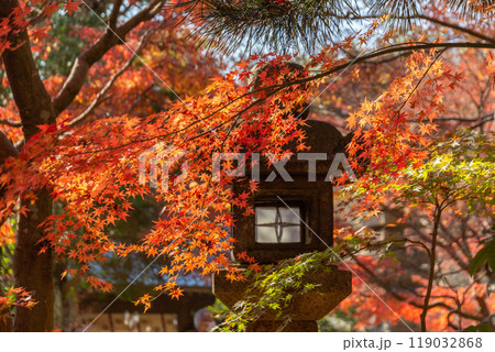 覚園寺の紅葉と石灯籠（神奈川県鎌倉市） 119032868