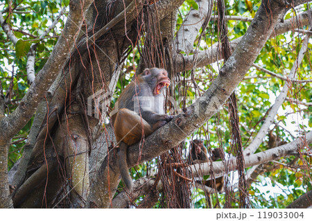 Aggressive angry monkey screams sitting on a tree in forest in nature on Monkey Mountain in Vietnam in Asia 119033004