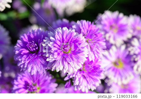 Purple flowers of Michaelmas Daisy (Aster Amellus), Aster alpinus, Asteraceae violet blooms growing in the garden in summer with copy space. 119033166