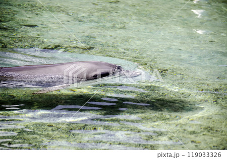 Dolphin floating in the turquoise lagoon, French Polynesia 119033326