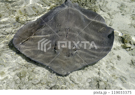 Stingray floating in the lagoon, French Polynesia Stingray floating in the lagoon, French Polynesia 119033375