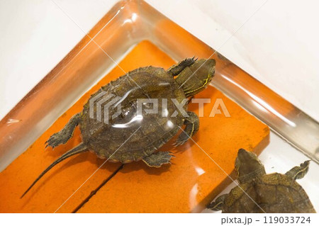 孵化したクサガメ 孵化したクサガメ 119033724