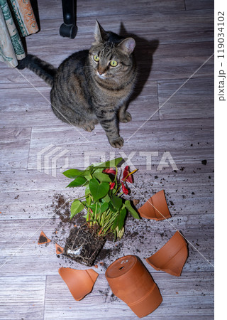 The cat broke a terracotta flower pot. Anthurium flower. 119034102