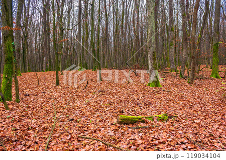 oak forest in november. brown leaves on the ground. cold weather. dry seasonal transition oak forest in november. brown leaves on the ground. cold weather. dry seasonal transition 119034104
