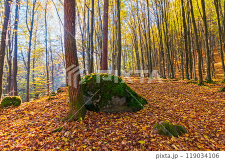 sunny autumn scenery in the forest. beech trees in colorful foliage. ground covered with fallen leaves. seasonal change of nature. october morning 119034106