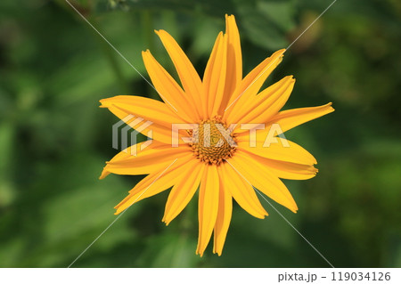 キクイモモドキの花 キクイモモドキの花 119034126
