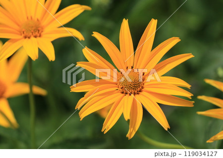 キクイモモドキの花 キクイモモドキの花 119034127