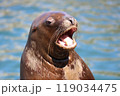 抗議するトド(小樽水族館) 119034475