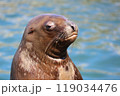 黙秘するトド(小樽水族館) 119034476