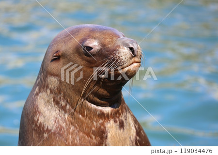 黙秘するトド(小樽水族館) 119034476