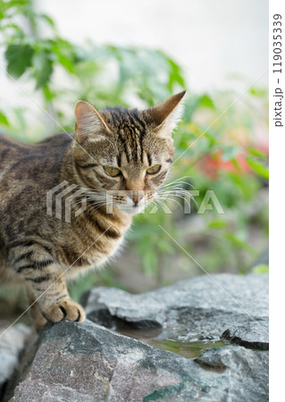 Beautiful young cat Beautiful young cat 119035339