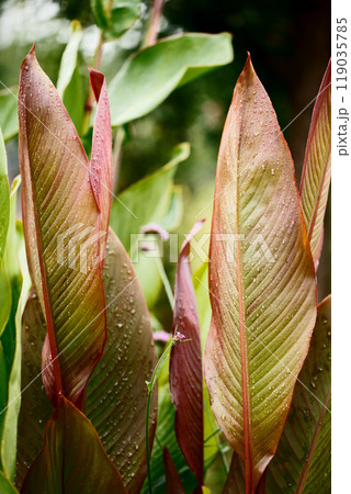 Beautiful decorative leaves of a canna lilies flower with burgundy veins and with raindrops 119035785