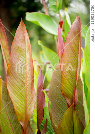 Beautiful decorative leaves of a canna lilies flower with burgundy veins and with raindrops 119035786