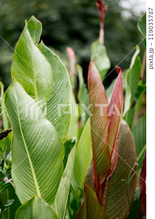Large decorative leaves of a canna lilies flower with burgundy veins and with raindrops 119035787