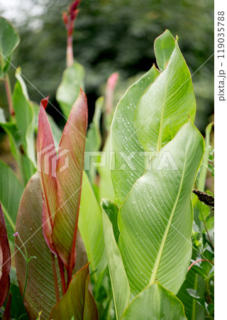 Large decorative leaves of a canna lilies flower with burgundy veins and with raindrops 119035788
