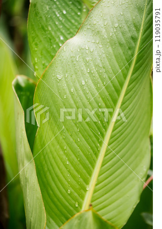Beautiful large decorative leaves of a canna lilies flower with raindrops 119035791