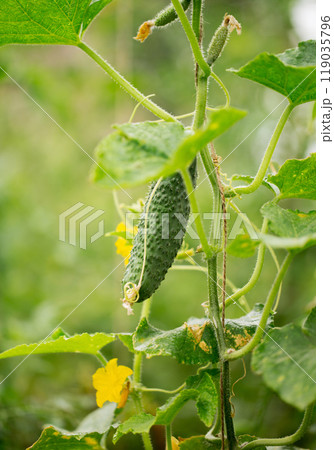 Cucumber is growing on a vine 119035796