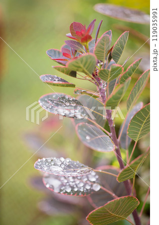A leafy plant with droplets of water on it. Cotinus coggygria Scop 119035991