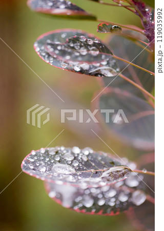A leafy plant with droplets of water. Cotinus coggygria Scop 119035992